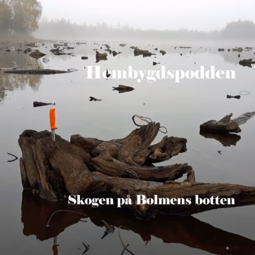 Extra! Stubbarna i Hultaviken daterade